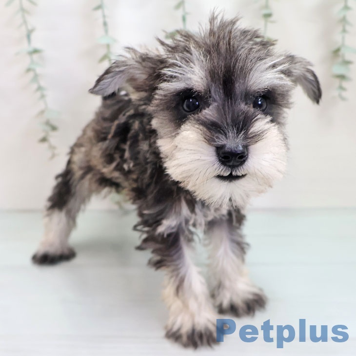 東京都のミニチュアシュナウザー (ペットプラス アクアシティお台場店/2025年9月22日生まれ/女の子/ソルトペッパー)の子犬の2枚目の画像