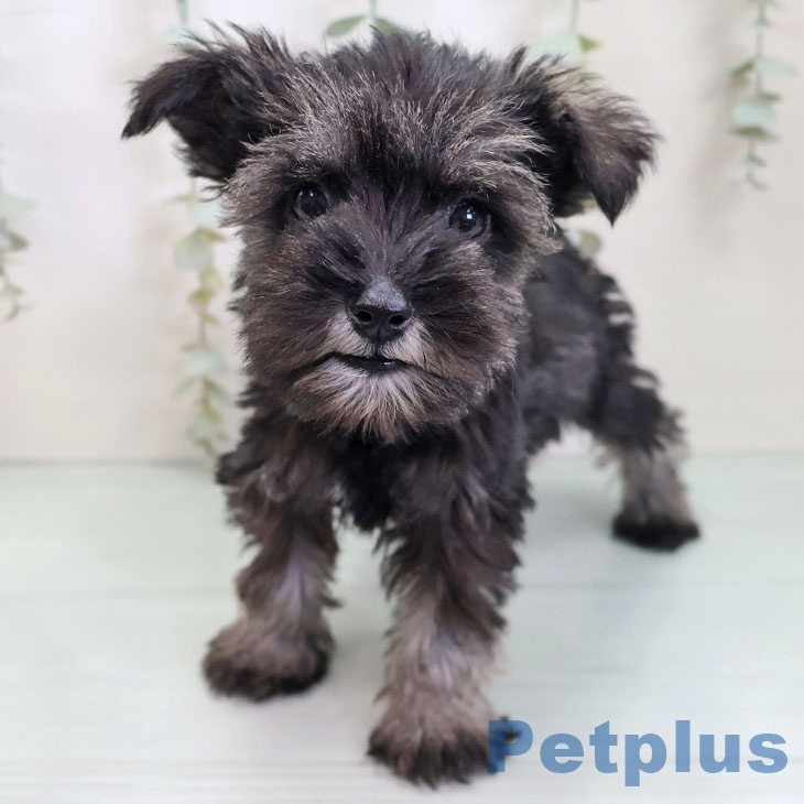 東京都のミニチュアシュナウザー (ペッツワン 青梅インター店/2025年9月22日生まれ/女の子/ソルトペッパー)の子犬の2枚目の画像