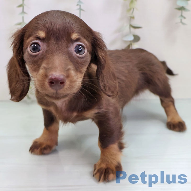 ミニチュア・ダックスフンド