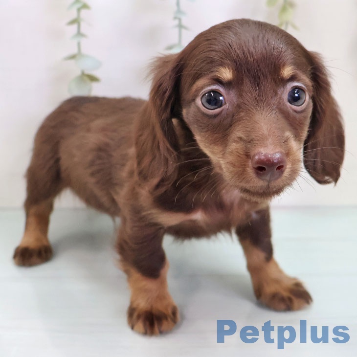 ミニチュア・ダックスフンド