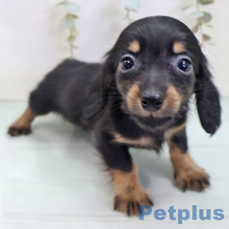 ミニチュア・ダックスフンド