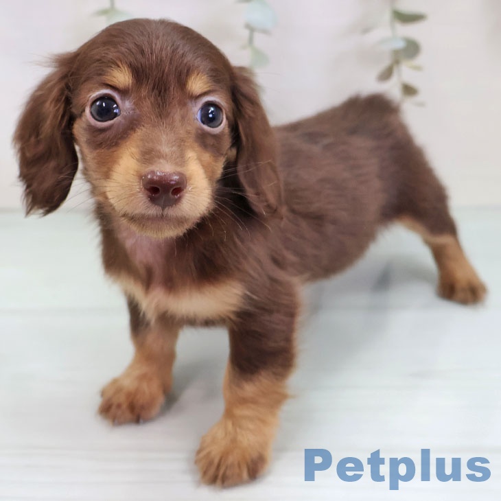 ミニチュア・ダックスフンド