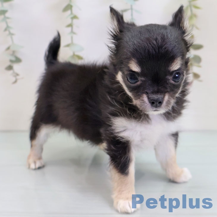 千葉県のチワワ(ロング) (ペットプラス 幕張新都心店/2025年9月26日生まれ/女の子/ブラックタンホワイト)の子犬の1枚目の画像