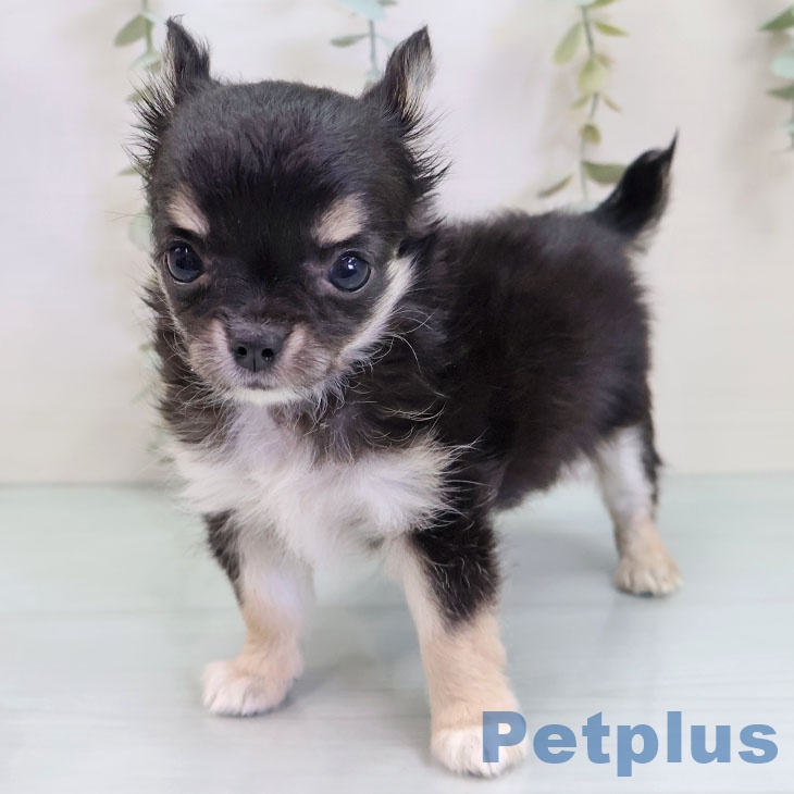 千葉県のチワワ(ロング) (ペットプラス 幕張新都心店/2025年9月26日生まれ/女の子/ブラックタンホワイト)の子犬の2枚目の画像