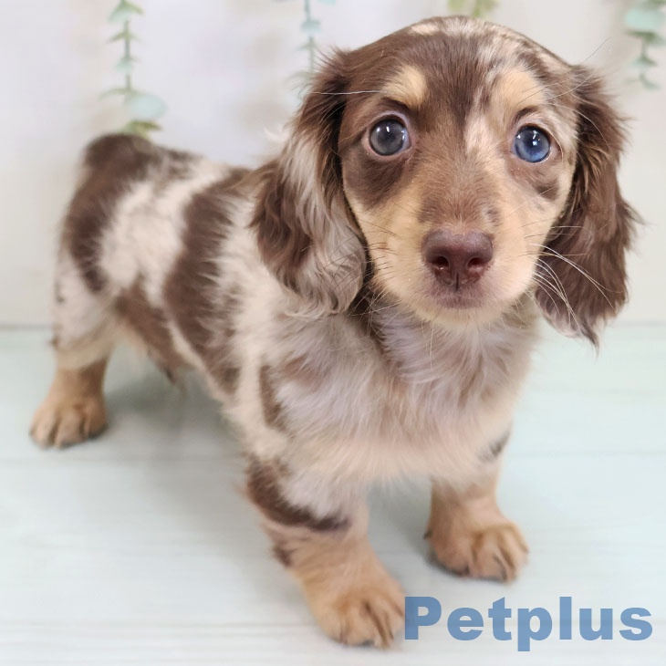 ミニチュア・ダックスフンド