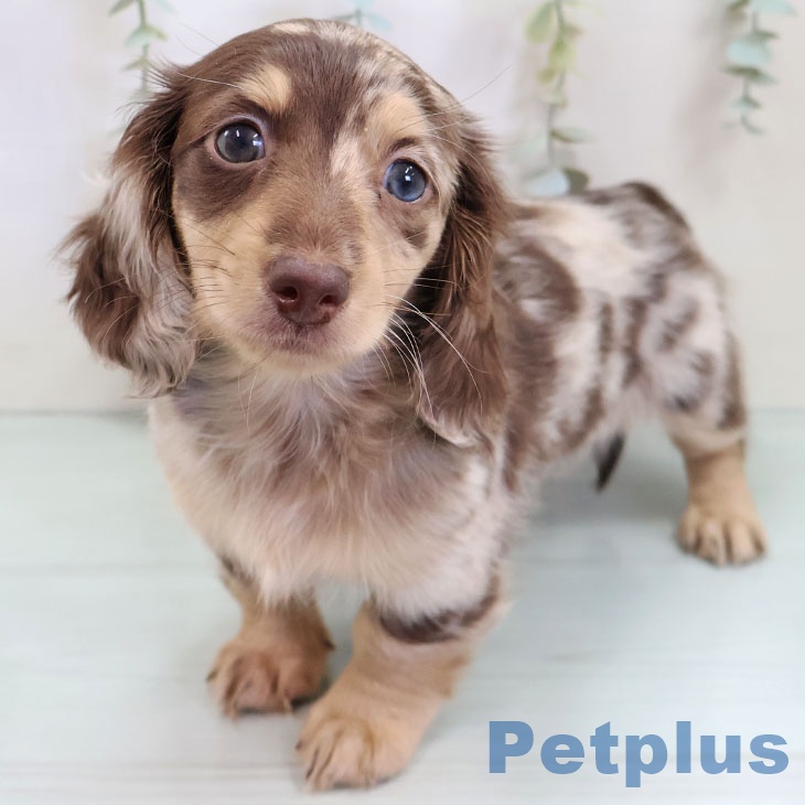 ミニチュア・ダックスフンド