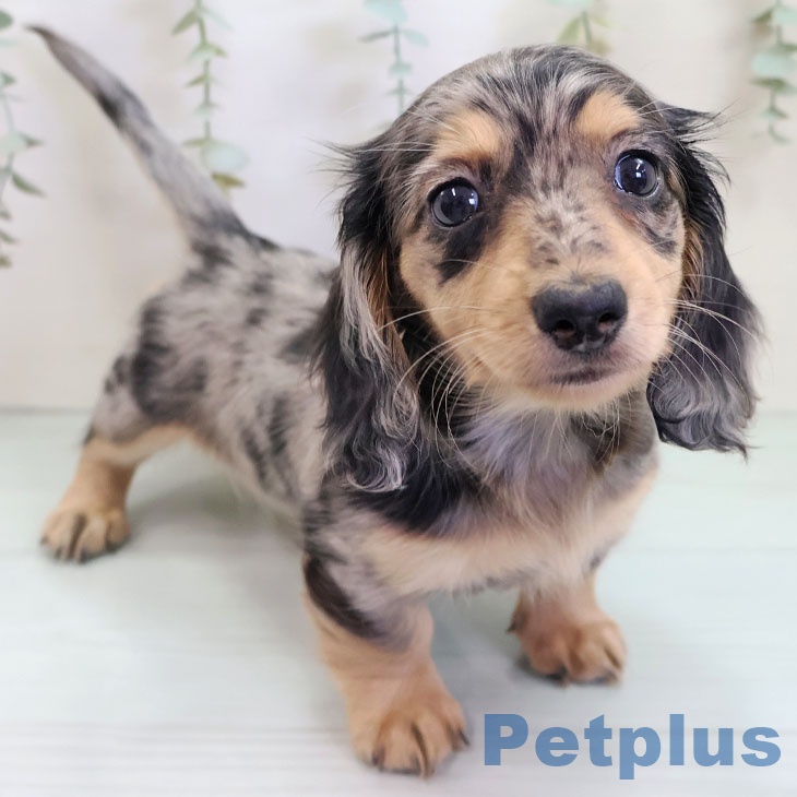 ミニチュア・ダックスフンド