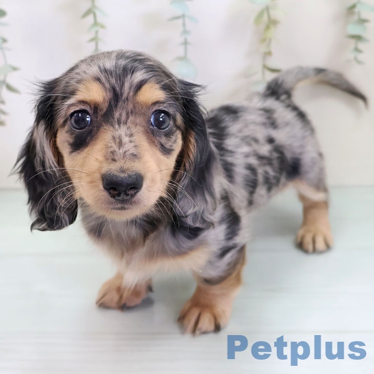 ミニチュア・ダックスフンド