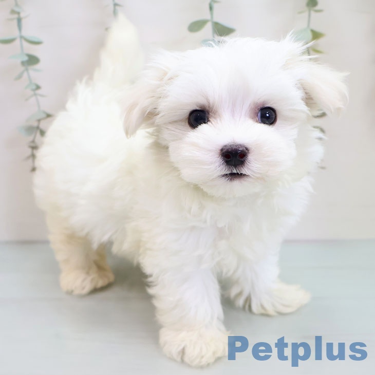 山形県のマルチーズ (ペットプラス 天童店/2025年10月3日生まれ/男の子/ホワイト)の子犬の1枚目の画像