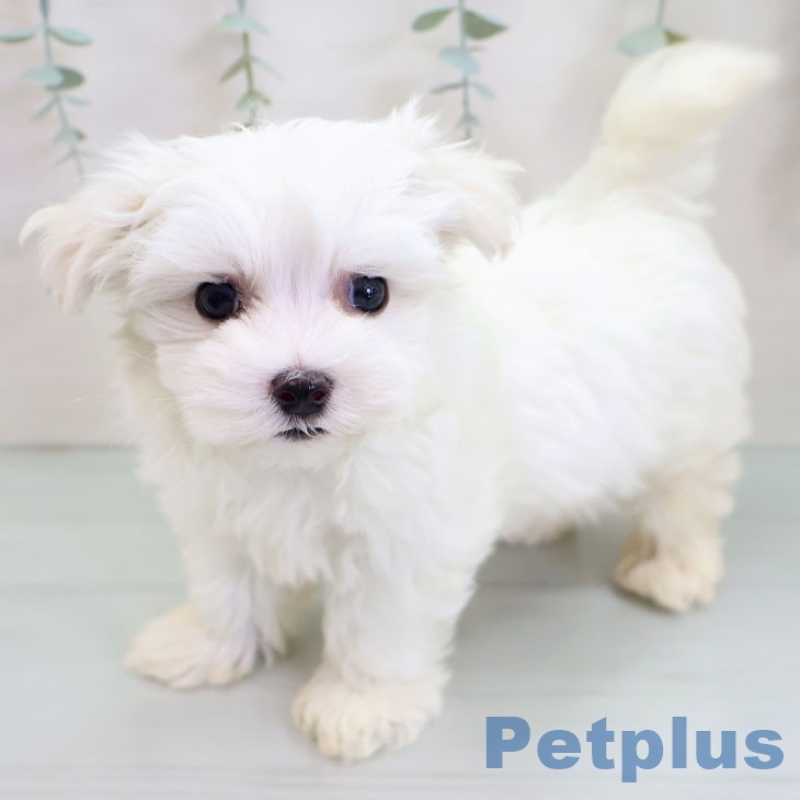 山形県のマルチーズ (ペットプラス 天童店/2025年10月3日生まれ/男の子/ホワイト)の子犬の2枚目の画像