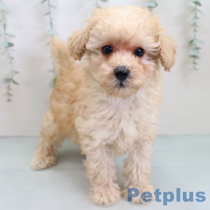 鹿児島県のトイプードル(トイ) (ペットプラス 姶良店/2025年10月2日生まれ/男の子/アプリコット)の子犬の1枚目の画像
