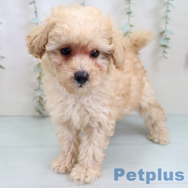 鹿児島県のトイプードル(トイ) (ペットプラス 姶良店/2025年10月2日生まれ/男の子/アプリコット)の子犬の2枚目の画像