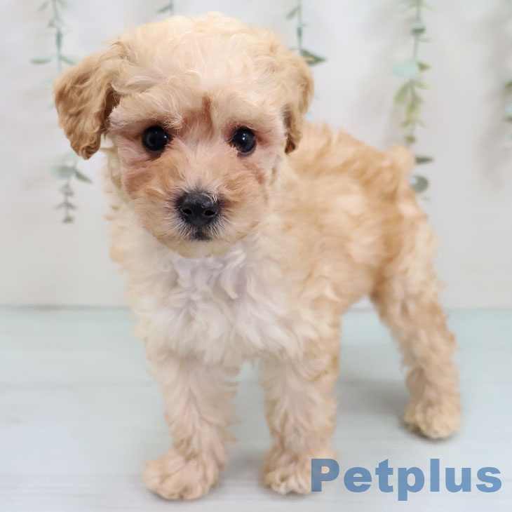 福岡県のトイプードル(トイ) (ペットプラス 福岡店/2025年10月2日生まれ/男の子/アプリコット)の子犬の1枚目の画像