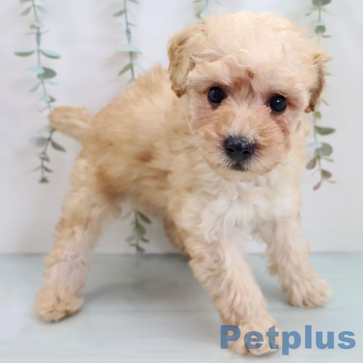 福岡県のトイプードル(トイ) (ペットプラス 福岡店/2025年10月2日生まれ/男の子/アプリコット)の子犬の2枚目の画像