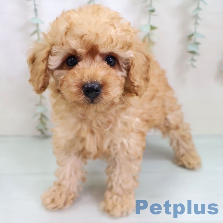 宮崎県のトイプードル(トイ) (ペットプラス 宮崎店/2025年10月2日生まれ/男の子/アプリコット)の子犬の1枚目の画像