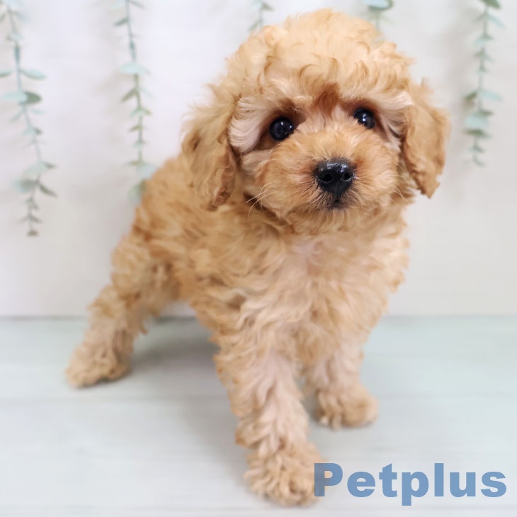 宮崎県のトイプードル(トイ) (ペットプラス 宮崎店/2025年10月2日生まれ/男の子/アプリコット)の子犬の2枚目の画像