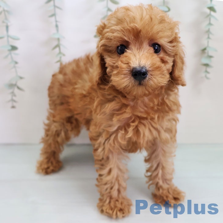 沖縄県のトイプードル(トイ) (ペットプラス 沖縄ライカム店/2025年10月2日生まれ/女の子/アプリコット)の子犬の1枚目の画像