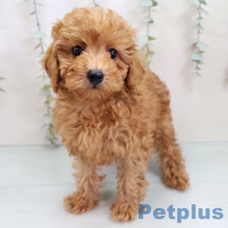沖縄県のトイプードル(トイ) (ペットプラス 沖縄ライカム店/2025年10月2日生まれ/女の子/アプリコット)の子犬の2枚目の画像