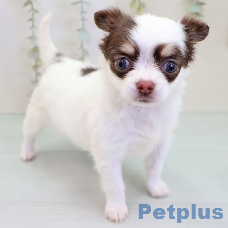 福岡県のチワワ(ロング) (ペットプラス 小倉南店/2025年10月3日生まれ/女の子/チョコレートタンホワイト)の子犬の1枚目の画像