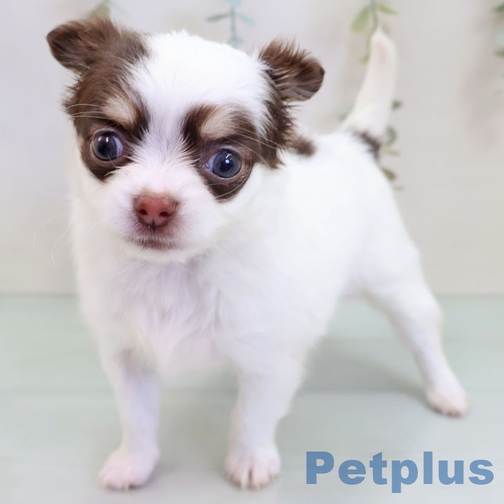 福岡県のチワワ(ロング) (ペットプラス 小倉南店/2025年10月3日生まれ/女の子/チョコレートタンホワイト)の子犬の2枚目の画像