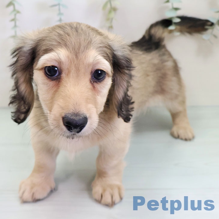 ミニチュア・ダックスフンド