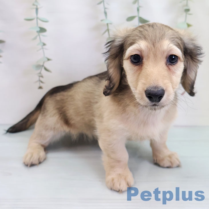 ミニチュア・ダックスフンドの写真2