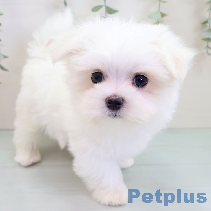 千葉県のマルチーズ (ペットプラス 木更津店/2025年10月4日生まれ/男の子/ホワイト)の子犬の1枚目の画像