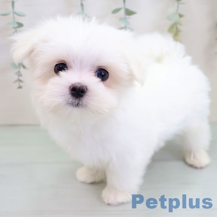 千葉県のマルチーズ (ペットプラス 木更津店/2025年10月4日生まれ/男の子/ホワイト)の子犬の2枚目の画像