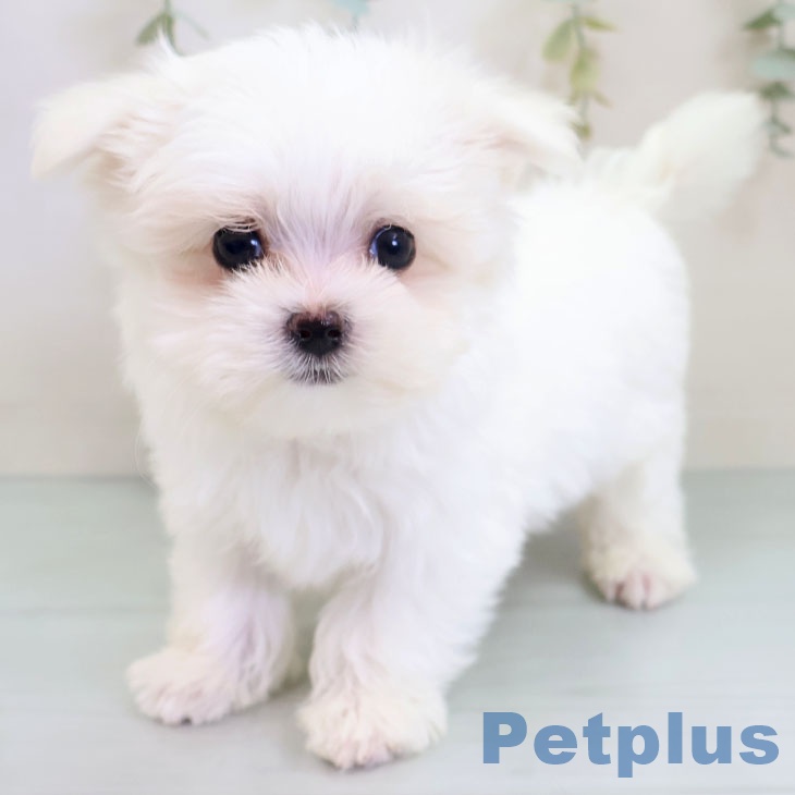 長野県のマルチーズ (ペットプラス 須坂店/2025年10月4日生まれ/男の子/ホワイト)の子犬の1枚目の画像