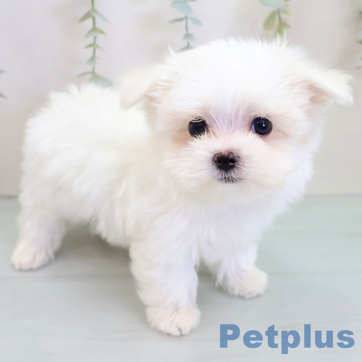 長野県のマルチーズ (ペットプラス 須坂店/2025年10月4日生まれ/男の子/ホワイト)の子犬の2枚目の画像