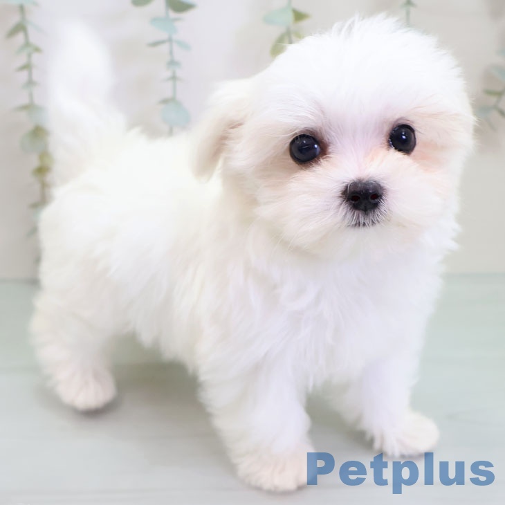 マルチーズの写真2