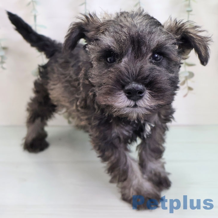 大阪府のミニチュアシュナウザー (ペットプラス 四條畷店/2025年10月4日生まれ/男の子/ソルトペッパー)の子犬の1枚目の画像
