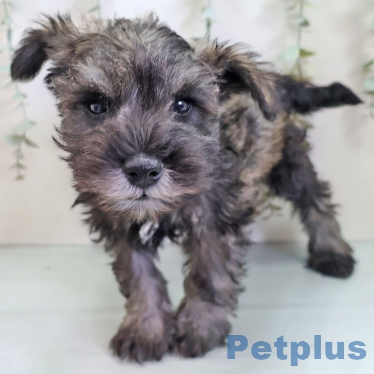 大阪府のミニチュアシュナウザー (ペットプラス 四條畷店/2025年10月4日生まれ/男の子/ソルトペッパー)の子犬の2枚目の画像