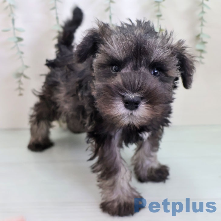 新潟県のミニチュアシュナウザー (ペットプラス 新潟南店/2025年10月4日生まれ/男の子/ソルトペッパー)の子犬の1枚目の画像