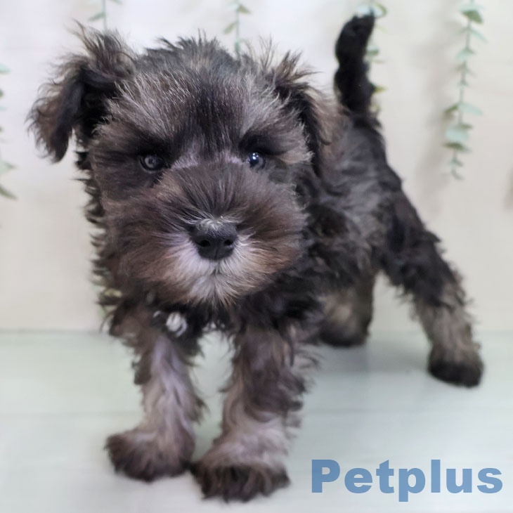 新潟県のミニチュアシュナウザー (ペットプラス 新潟南店/2025年10月4日生まれ/男の子/ソルトペッパー)の子犬の2枚目の画像
