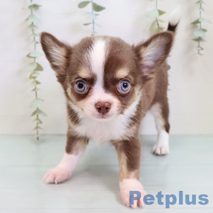 群馬県のチワワ(ロング) (ペットプラス 前橋店/2025年9月29日生まれ/男の子/チョコレートタンホワイト)の子犬の1枚目の画像