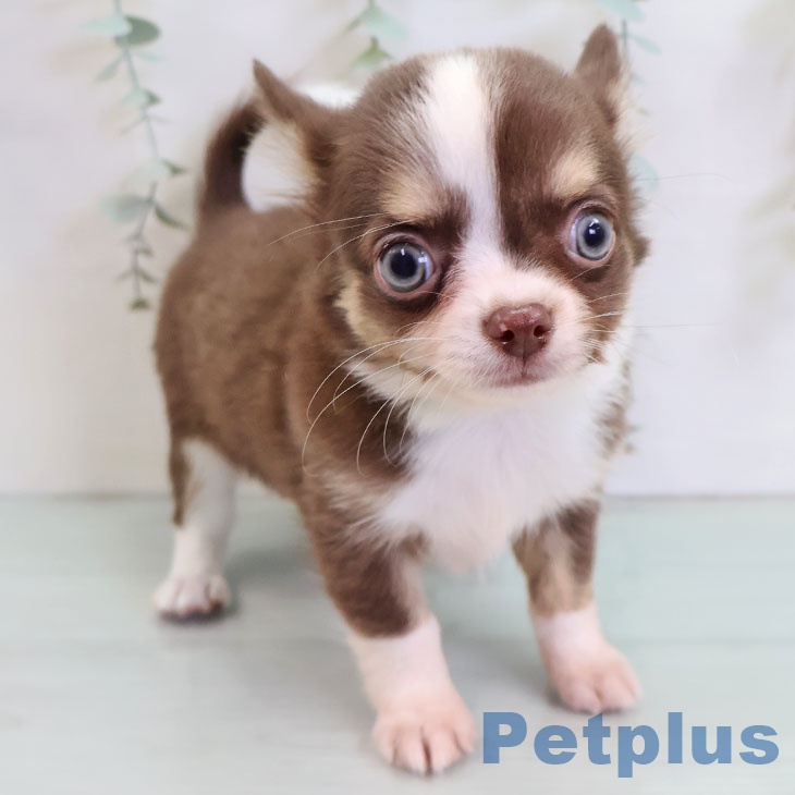 群馬県のチワワ(ロング) (ペットプラス 前橋店/2025年9月29日生まれ/男の子/チョコレートタンホワイト)の子犬の2枚目の画像