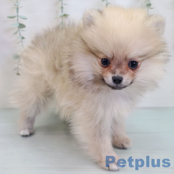 ポメラニアンの写真2