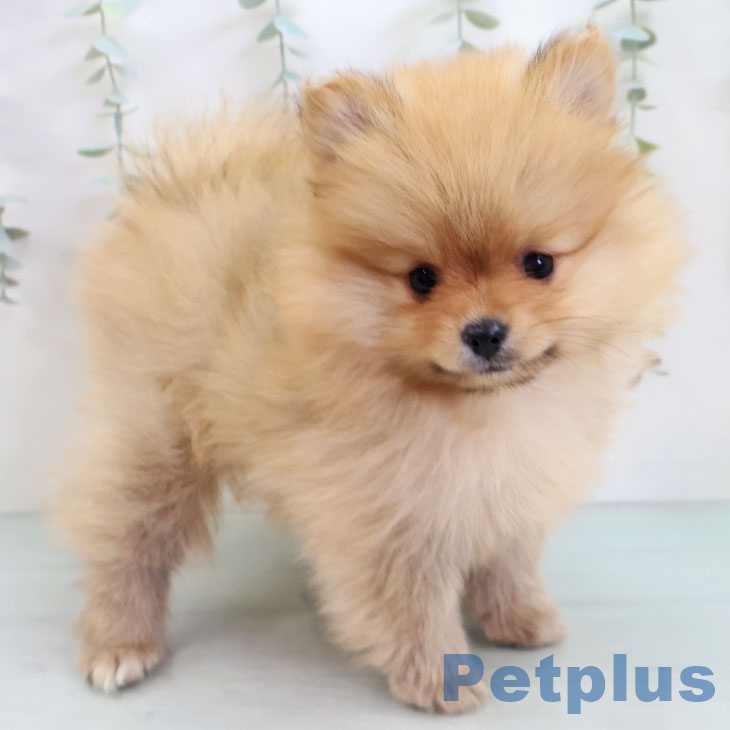 茨城県のポメラニアン (ペットプラス つくば店/2025年10月7日生まれ/女の子/オレンジ)の子犬