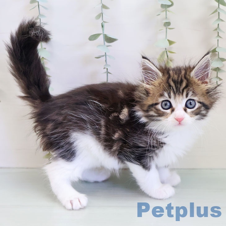 福岡県のメインクーン (ペットプラス ららぽーと福岡店/2025年10月8日生まれ/女の子/ブラウンタビーホワイト)の子猫の1枚目の画像