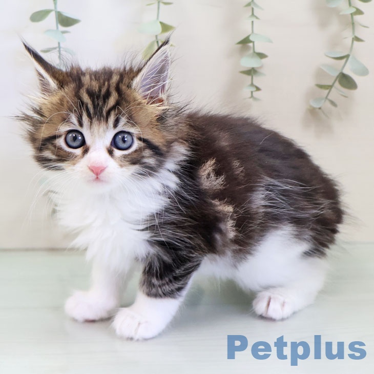 福岡県のメインクーン (ペットプラス ららぽーと福岡店/2025年10月8日生まれ/女の子/ブラウンタビーホワイト)の子猫の2枚目の画像
