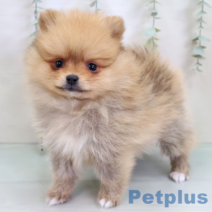 岩手県のポメラニアン (ペットプラス 盛岡南店/2025年10月7日生まれ/男の子/オレンジ)の子犬