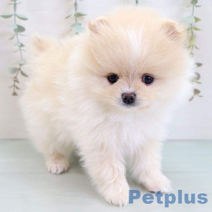 ポメラニアンの写真2