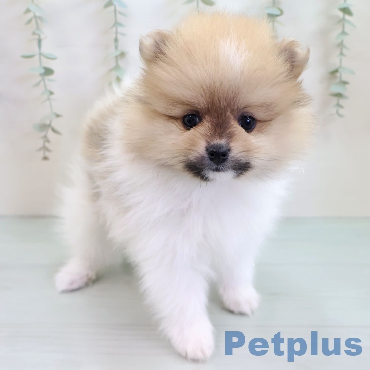茨城県のポメラニアン (ペットプラス つくば店/2025年10月8日生まれ/男の子/パーティーカラー)の子犬の1枚目の画像