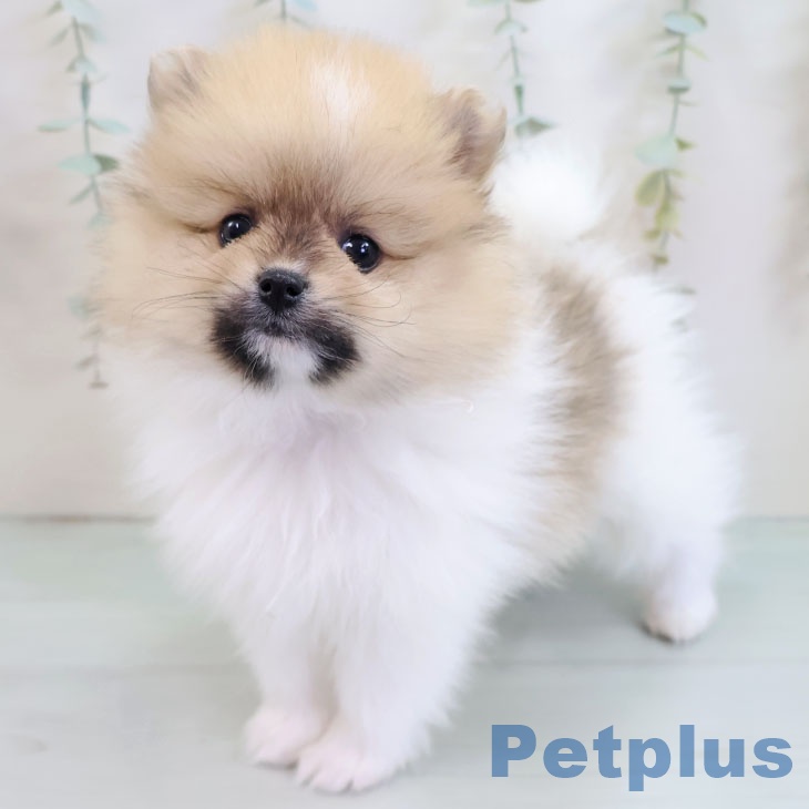 茨城県のポメラニアン (ペットプラス つくば店/2025年10月8日生まれ/男の子/パーティーカラー)の子犬の2枚目の画像