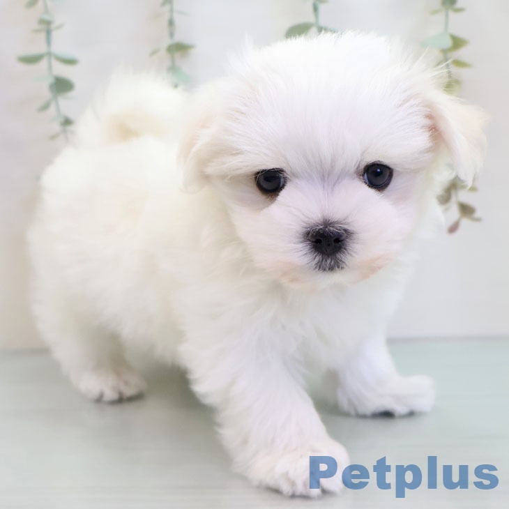 沖縄県のマルチーズ (ペットプラス 南風原店/2025年10月6日生まれ/男の子/ホワイト)の子犬の1枚目の画像