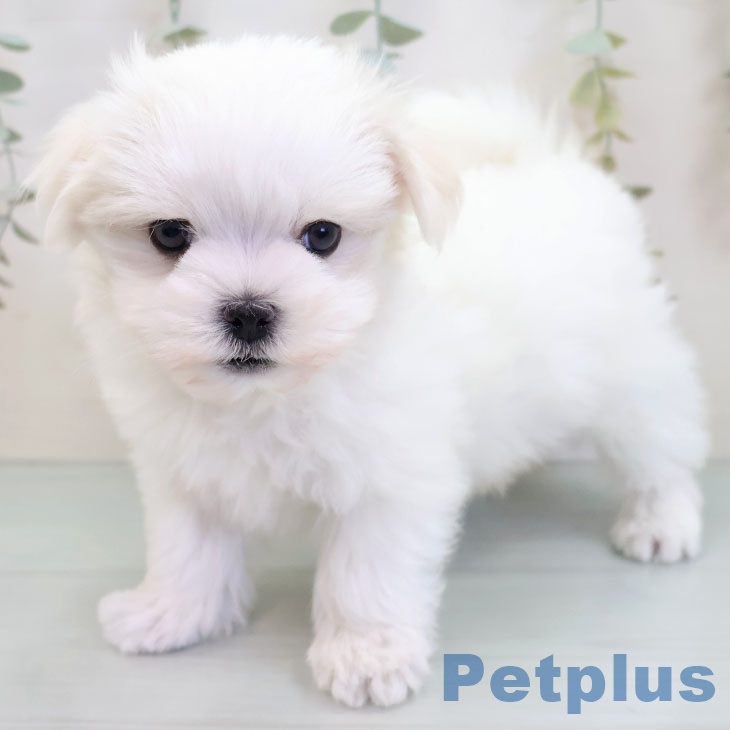 沖縄県のマルチーズ (ペットプラス 南風原店/2025年10月6日生まれ/男の子/ホワイト)の子犬の2枚目の画像