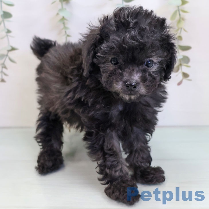 トイ・プードル