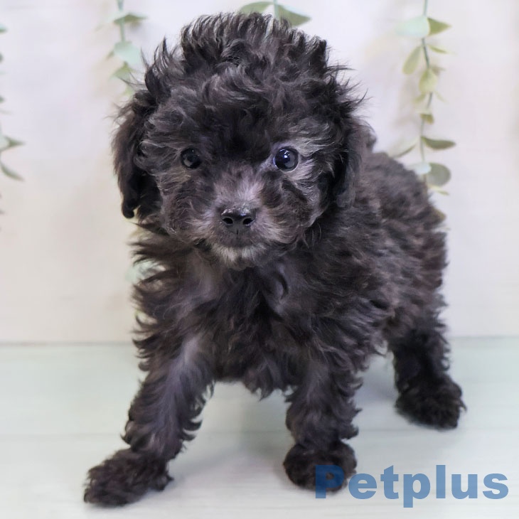 トイ・プードル