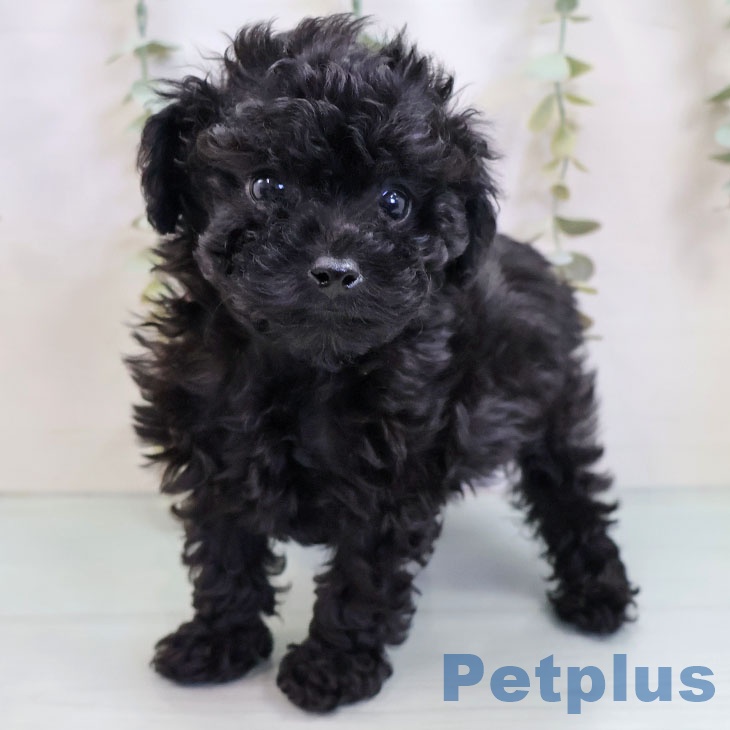 トイ・プードル